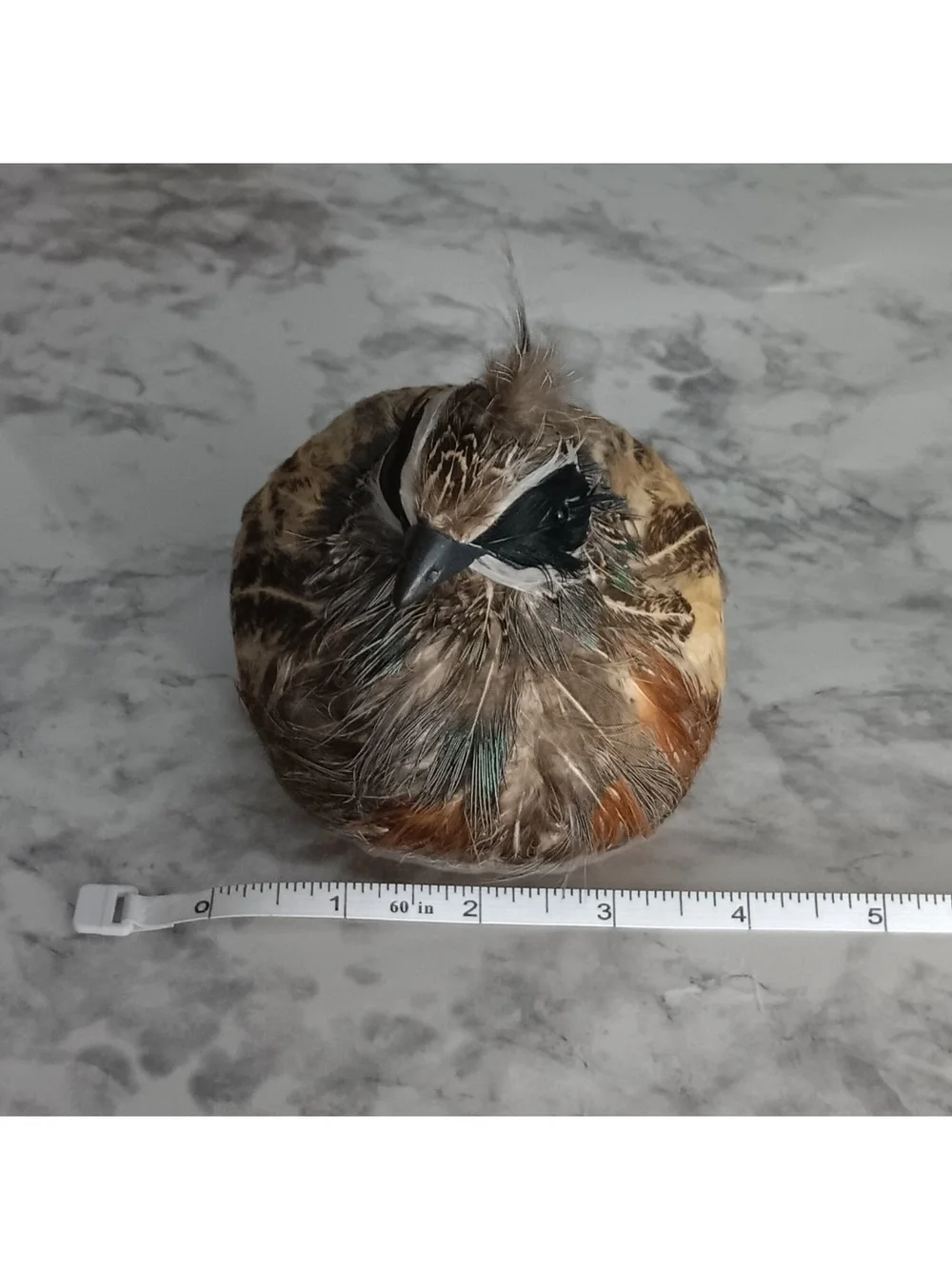 N/A adorable feathered